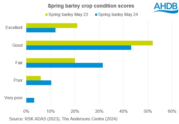 Chart showing GB spring barley crop condition scores at the end of May 2024 and May 2023